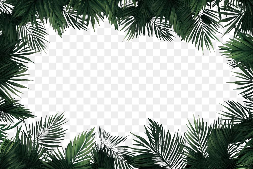 PNG Leaf coconut tree green backgrounds outdoors. AI generated Image by rawpixel.