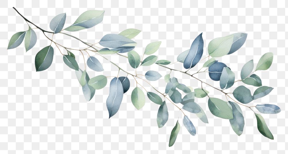PNG Eucalyptus leaves pattern plant leaf. AI generated Image by rawpixel.