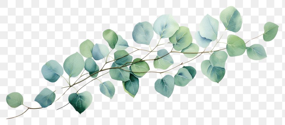 PNG Eucalyptus leaves plant leaf white background