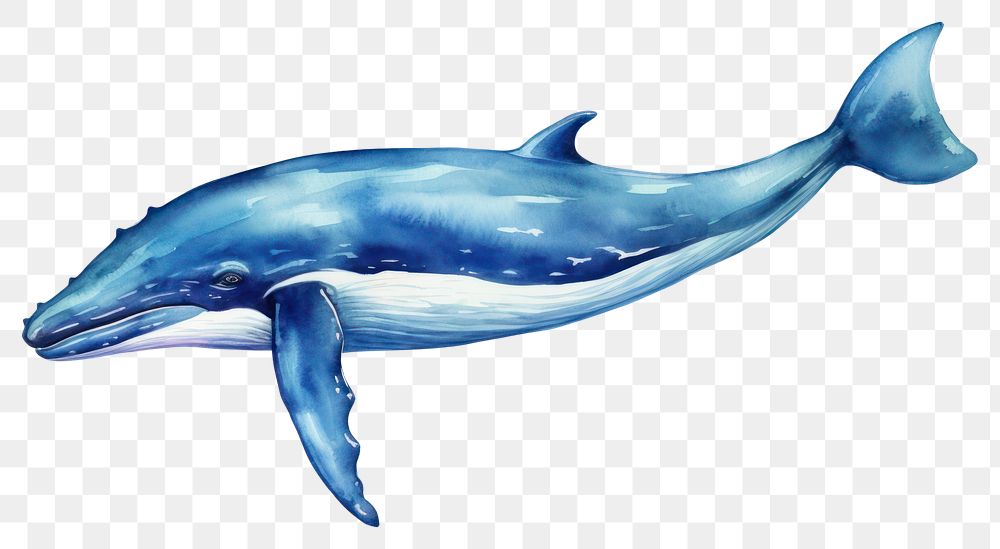 PNG Whale whale fish dolphin. AI generated Image by rawpixel.