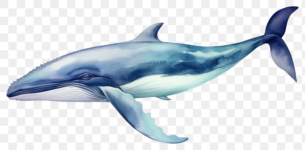 PNG Whale whale fish dolphin. AI generated Image by rawpixel.