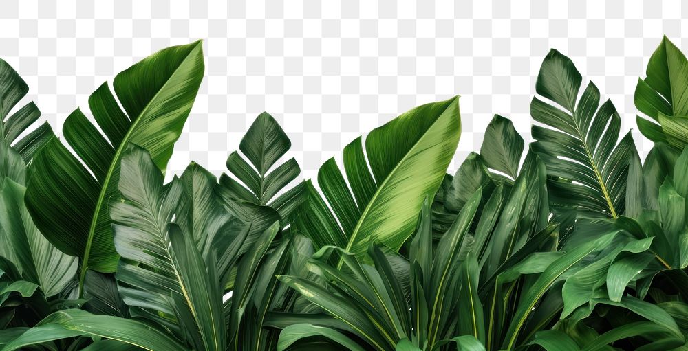 PNG Tropical leaves backgrounds outdoors nature. AI generated Image by rawpixel.