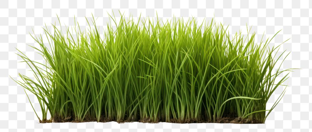 PNG  Grass plant lawn agriculture. AI generated Image by rawpixel.