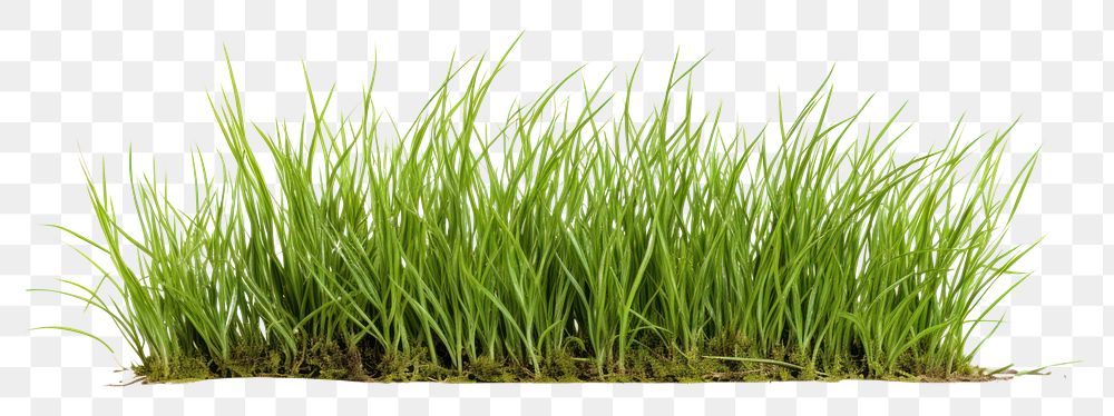 PNG  Grass plant lawn tranquility. AI generated Image by rawpixel.