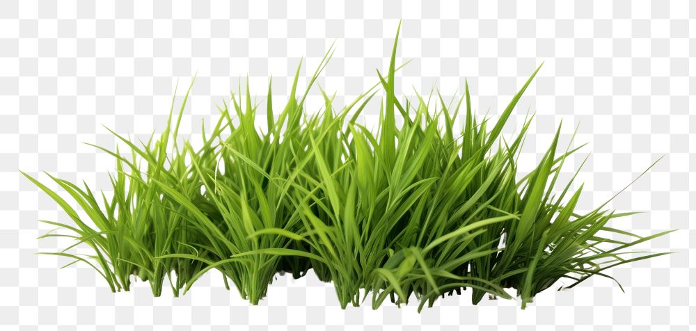 PNG  Grass plant green lawn