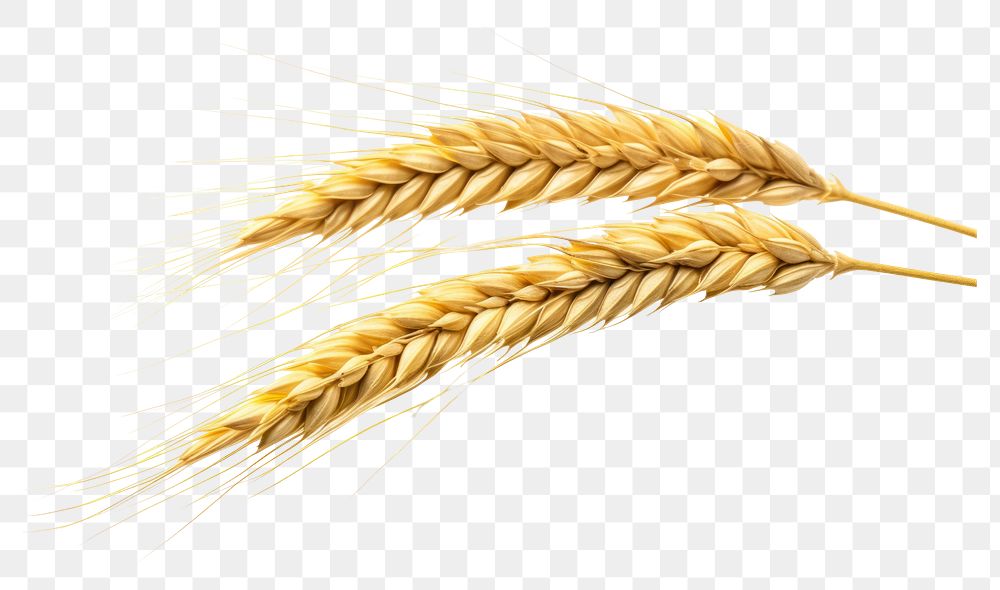 PNG  Ear of wheat food white background agriculture. AI generated Image by rawpixel.