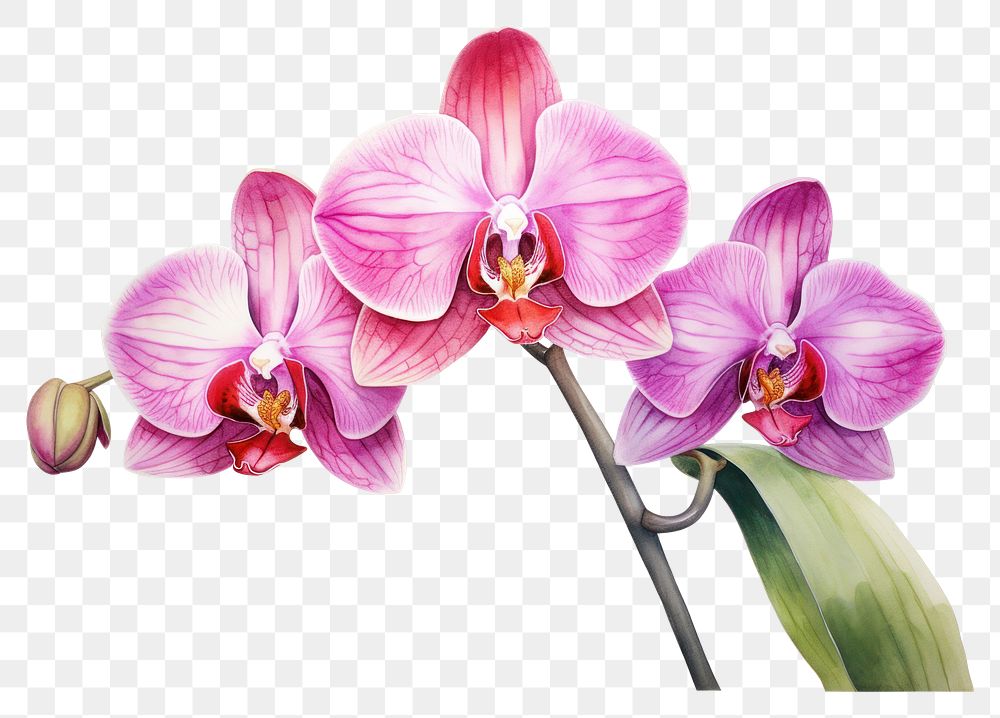 PNG A orchid flower plant white background. AI generated Image by rawpixel.