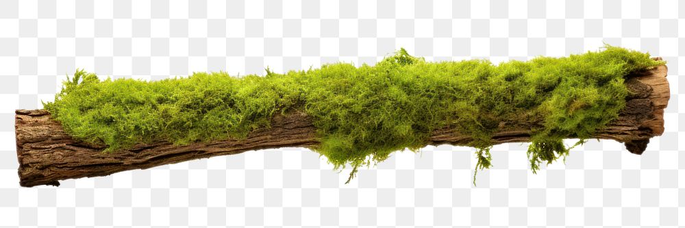 PNG Fresh green moss on rotten branch plant tree white background. AI generated Image by rawpixel.