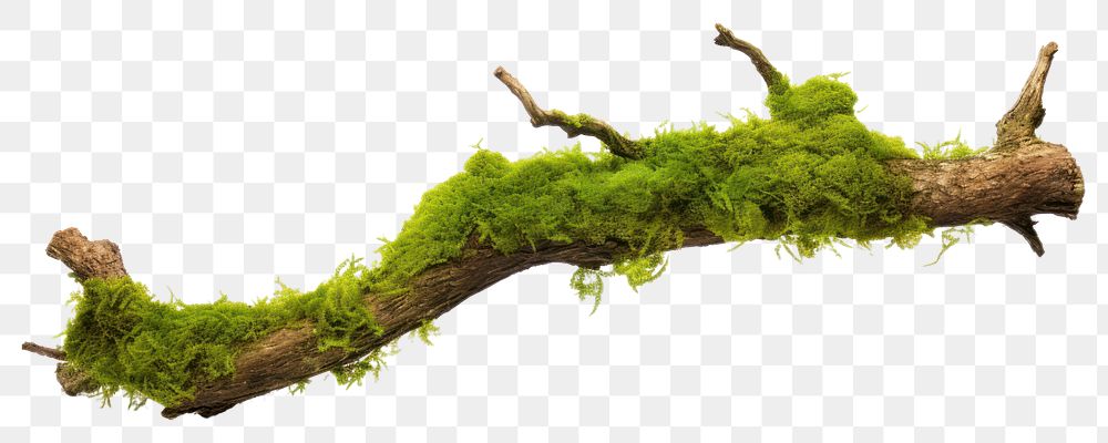 PNG Fresh green moss on rotten branchs plant tree leaf