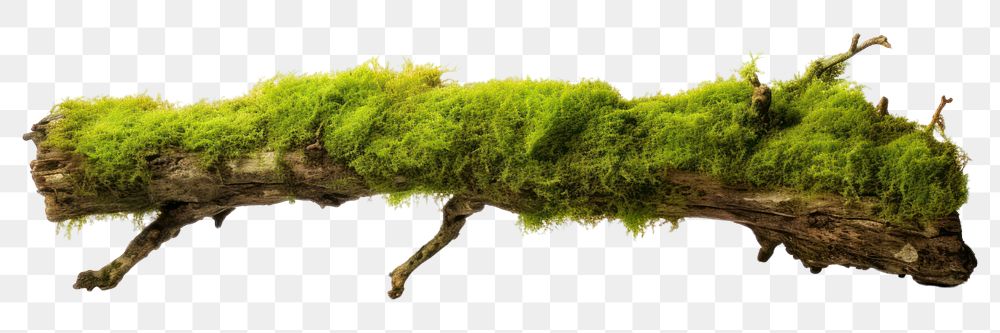 PNG Fresh green moss on rotten branchs plant tree white background. AI generated Image by rawpixel.