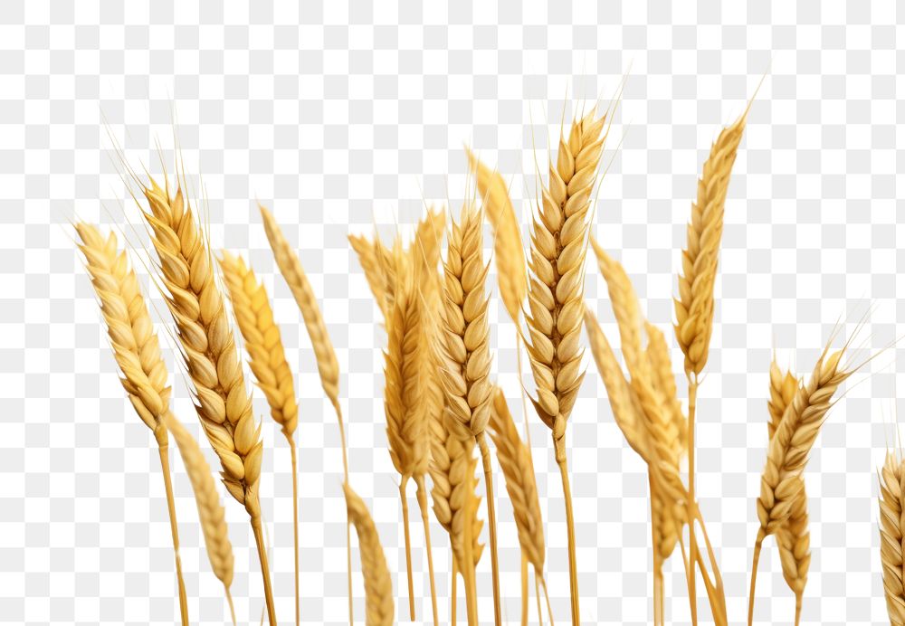 PNG Wheat agriculture barley nature. AI generated Image by rawpixel.