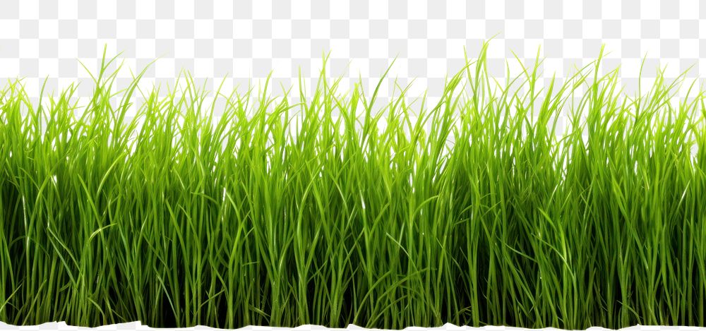 PNG Green grass plant lawn white background. AI generated Image by rawpixel.