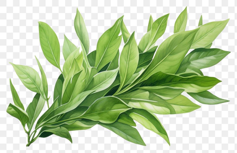PNG Green tea leaves plant herbs leaf. AI generated Image by rawpixel.