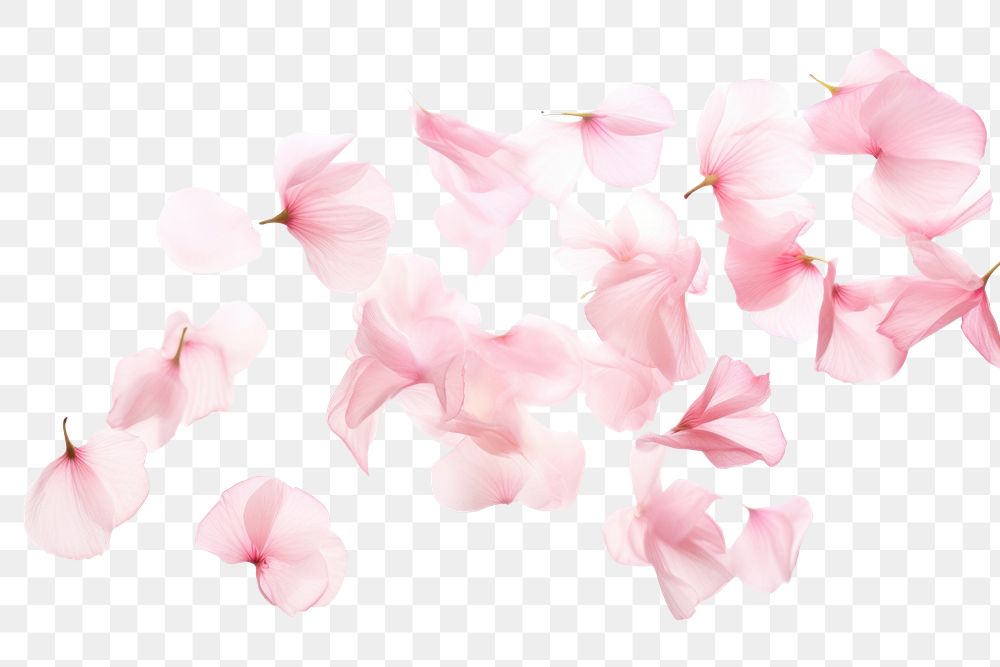 PNG  Pink petals flower plant inflorescence. AI generated Image by rawpixel.