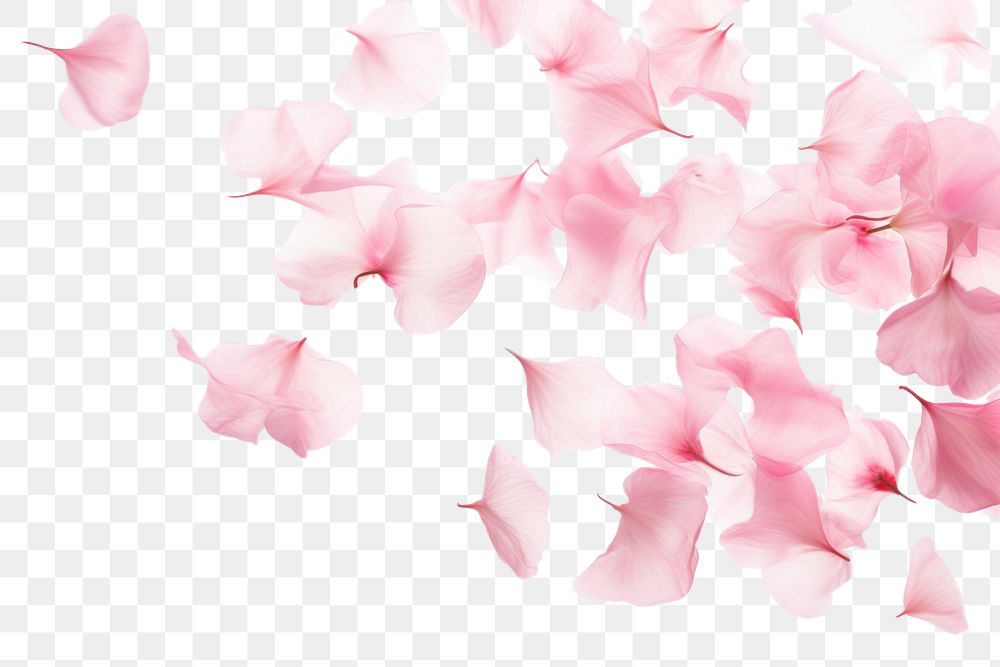 PNG  Pink petals backgrounds flower plant. AI generated Image by rawpixel.