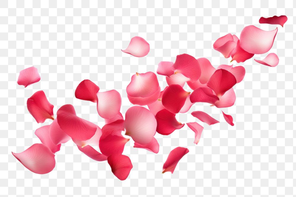 PNG  Rose petals flower plant white background