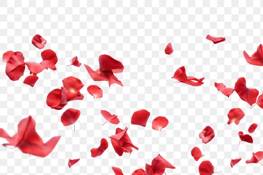 PNG  Some red rose petals backgrounds flower flying. AI generated Image by rawpixel.