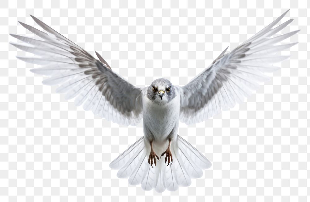 PNG Flying animal white bird. AI generated Image by rawpixel.