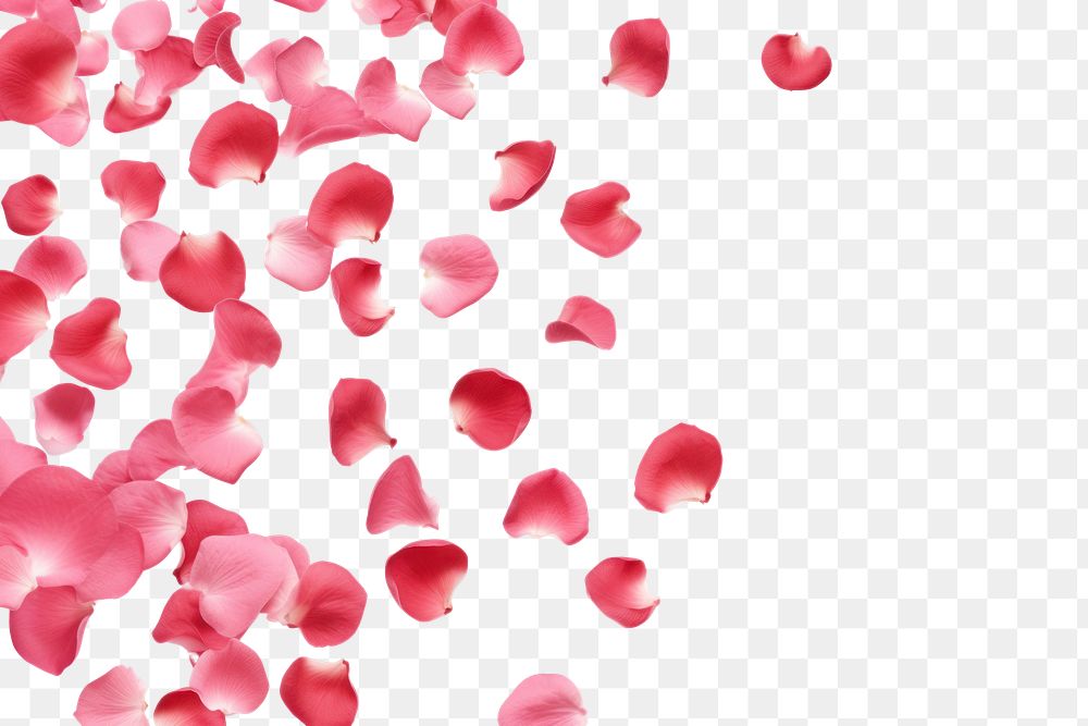 PNG  Rose petals backgrounds flower celebration. AI generated Image by rawpixel.