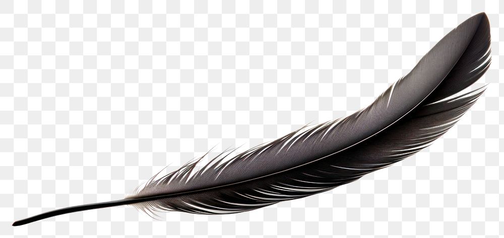 PNG Single of black feather white background lightweight accessories. AI generated Image by rawpixel.