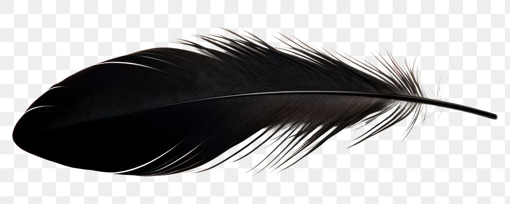 PNG Single of black feather bird white background lightweight. AI generated Image by rawpixel.