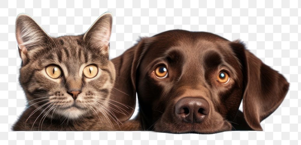 PNG  Cat and dog mammal animal blue. AI generated Image by rawpixel.