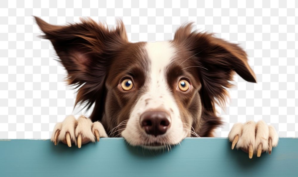 PNG  Border collie dog mammal animal. AI generated Image by rawpixel.