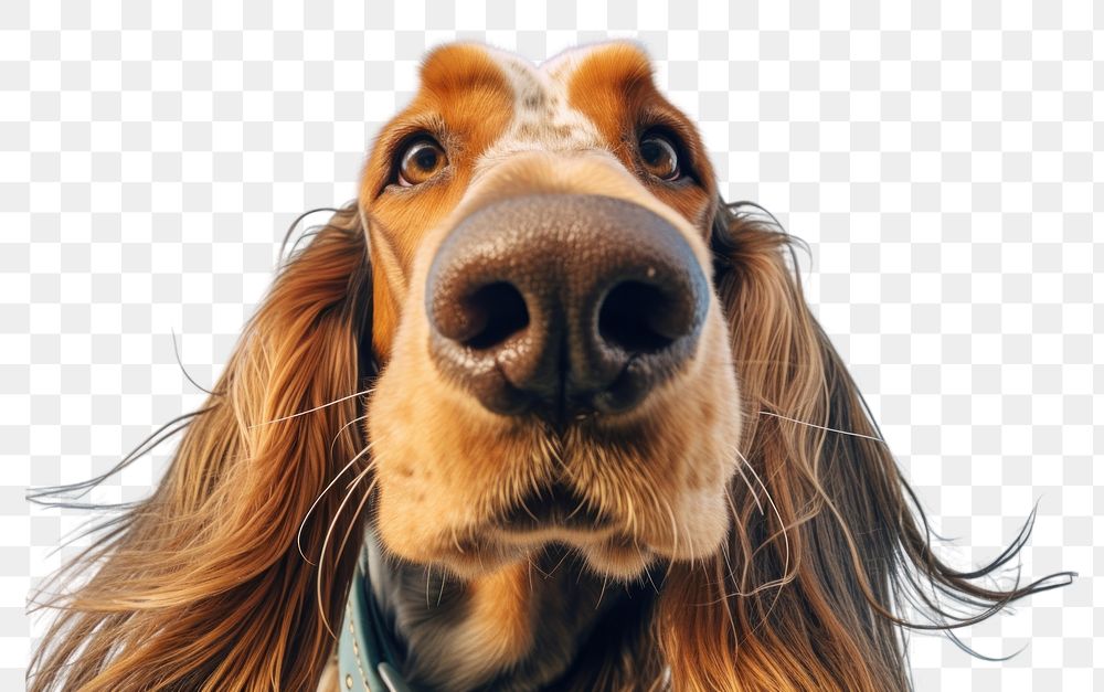 PNG  Long hair hound dog outdoors mammal. AI generated Image by rawpixel.