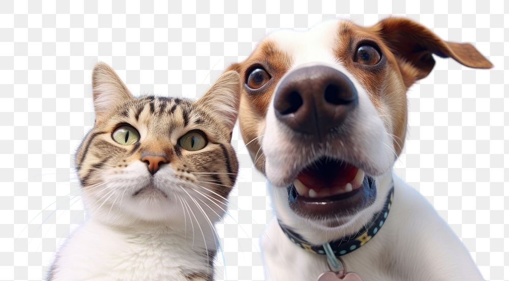 PNG  Cat and dog mammal animal snout. AI generated Image by rawpixel.
