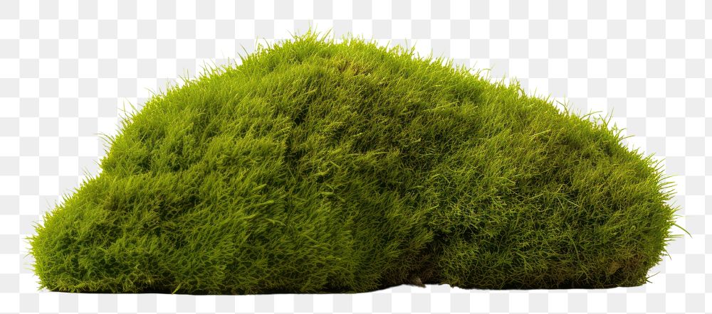 PNG Small piece of green moss plant white background vegetation. AI generated Image by rawpixel.