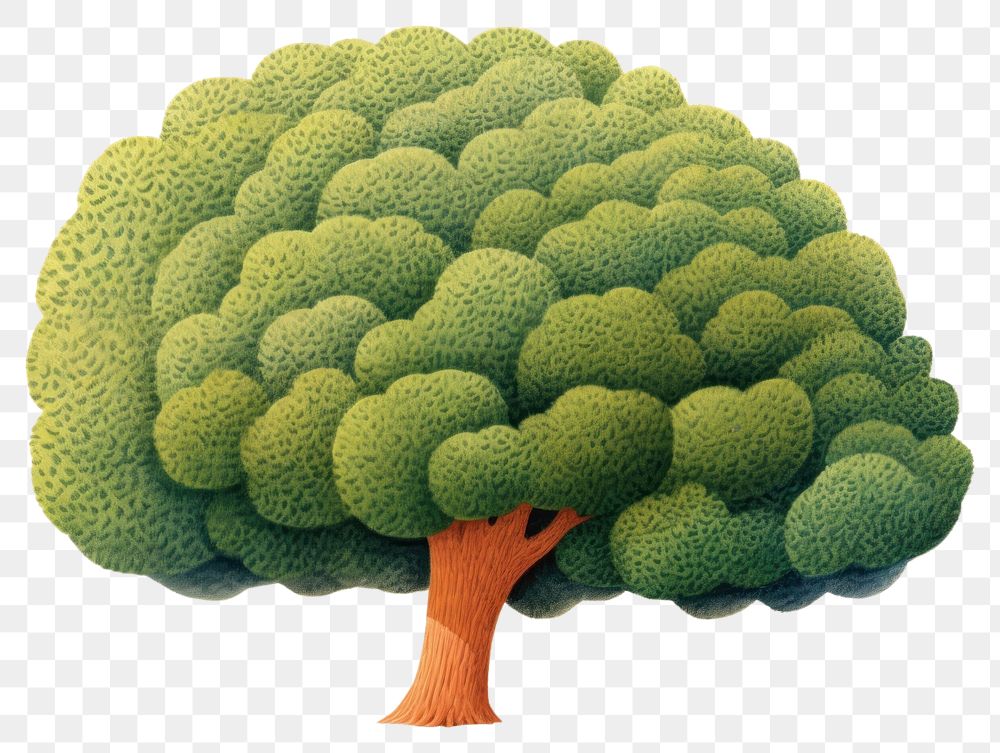 PNG Simple tree broccoli plant artocarpus. AI generated Image by rawpixel.