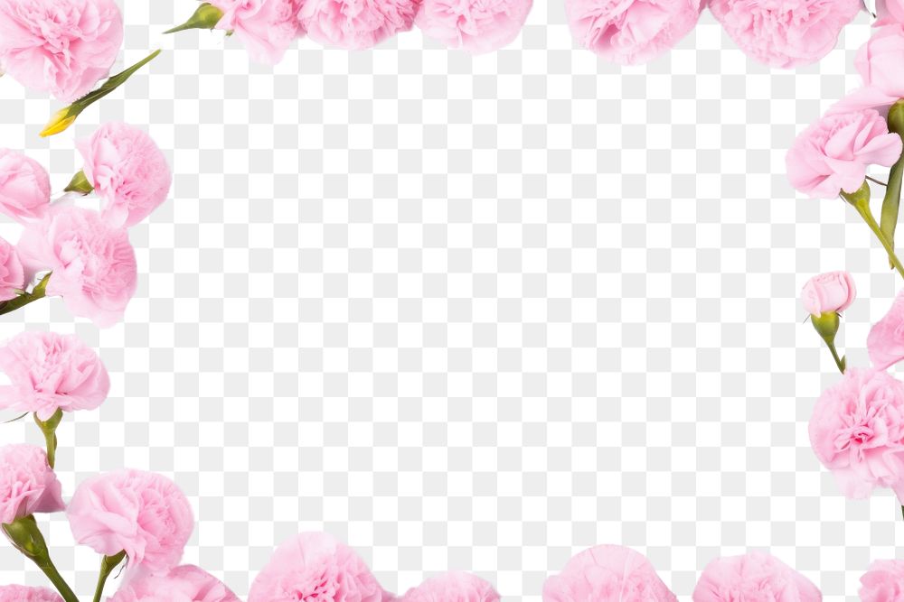 PNG Backgrounds carnation flower petal. AI generated Image by rawpixel.