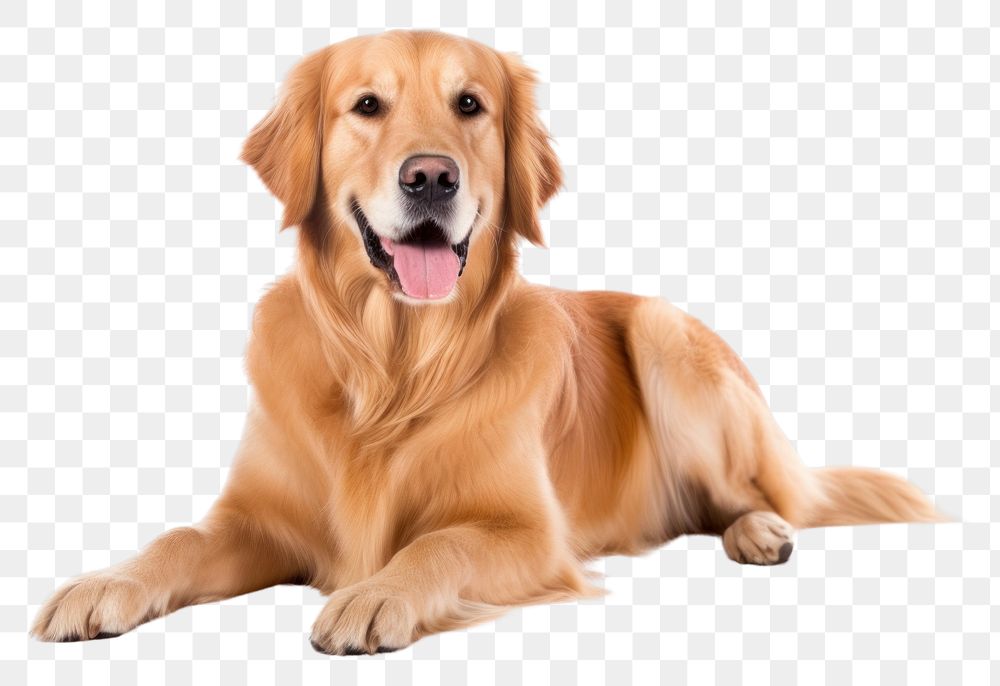 PNG Golden retriever mammal animal pet. AI generated Image by rawpixel.