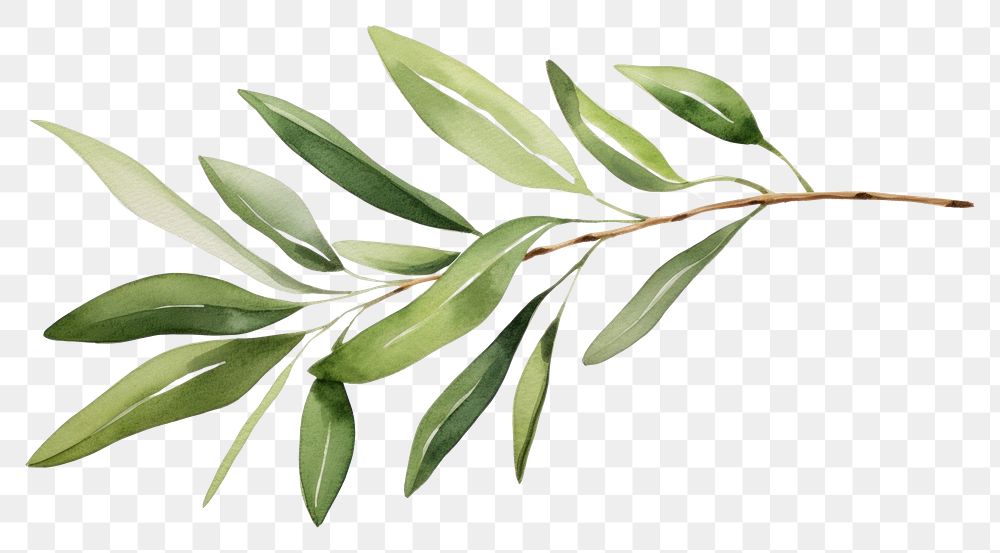 PNG Olive branch plant herbs leaf. 