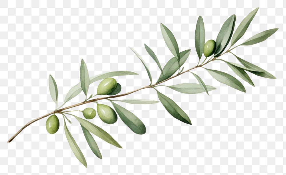 PNG Olive branch plant olive herbs. 