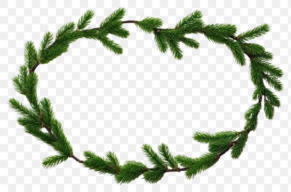 PNG  A Christmas garland from green pine twigs decoration christmas plant. AI generated Image by rawpixel.