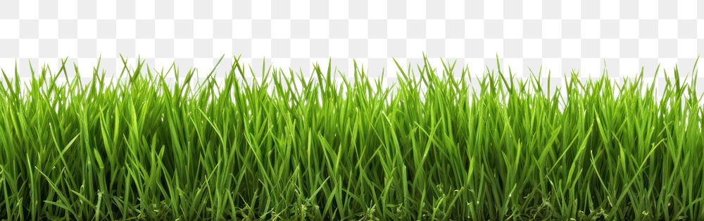 PNG A green grass field backgrounds plant lawn. 