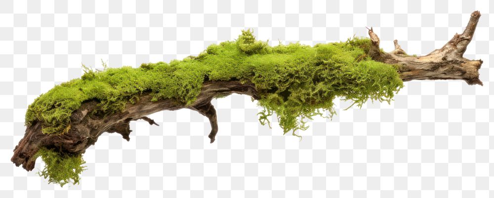 PNG A Green moss on rotten branch with mushroom plant green tree. AI generated Image by rawpixel.