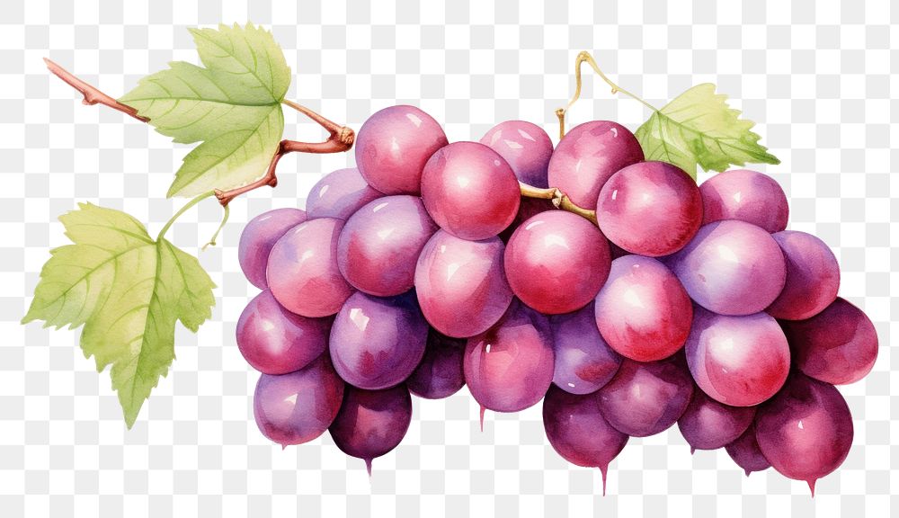 PNG Fruit grapes plant food. AI generated Image by rawpixel.