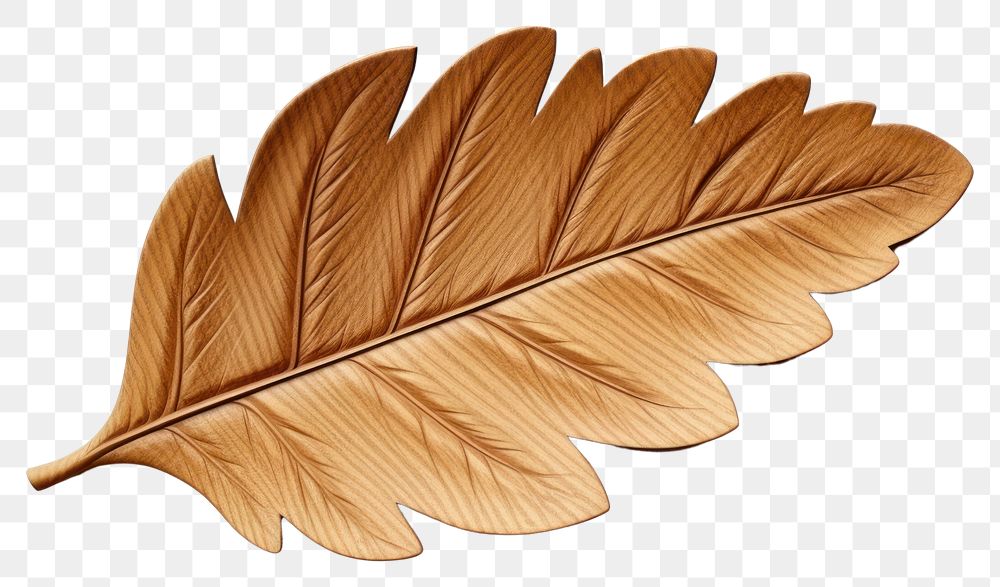 PNG Lightweight softness feather pattern. 