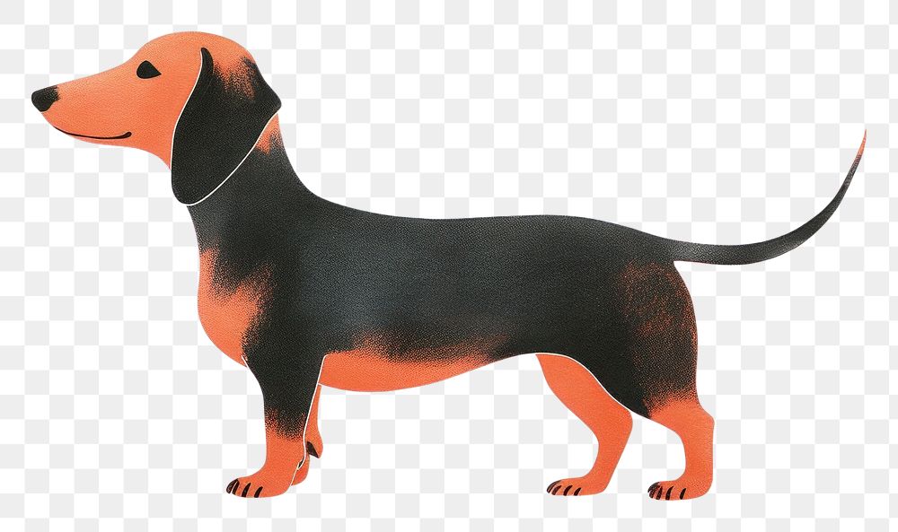 PNG Dachshund dachshund animal mammal. AI generated Image by rawpixel.