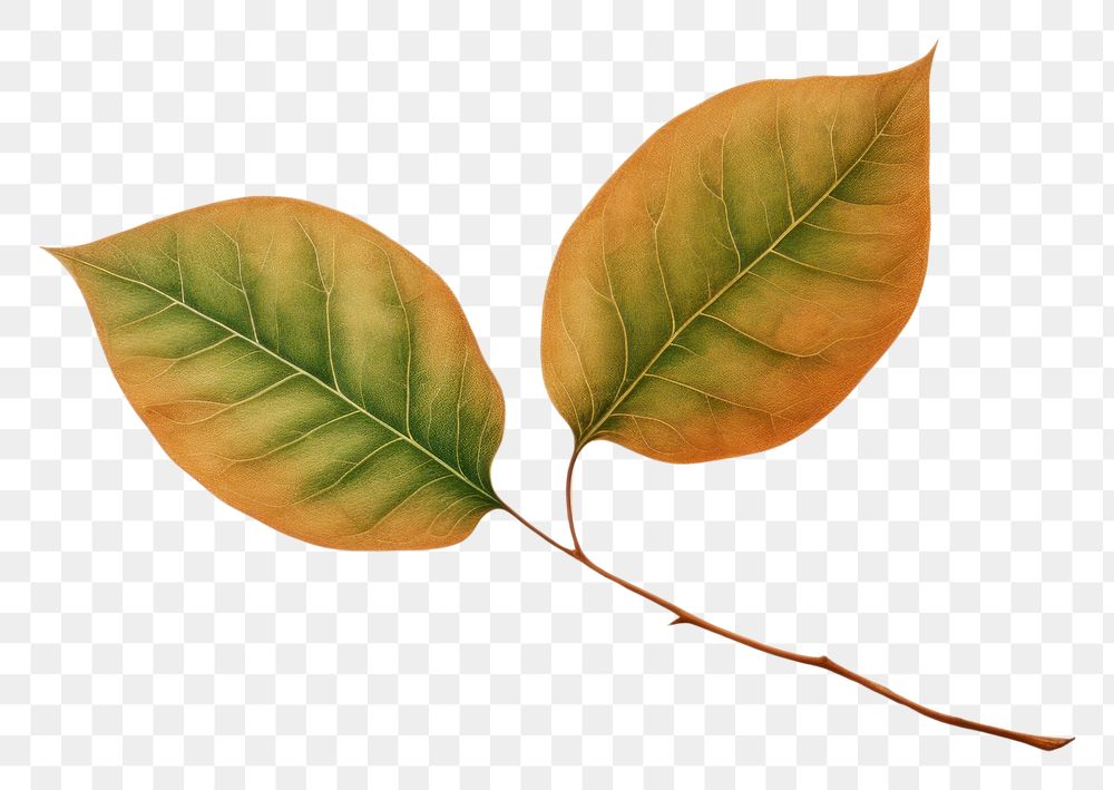 PNG Green leaf turning brown plant tree white background. AI generated Image by rawpixel.