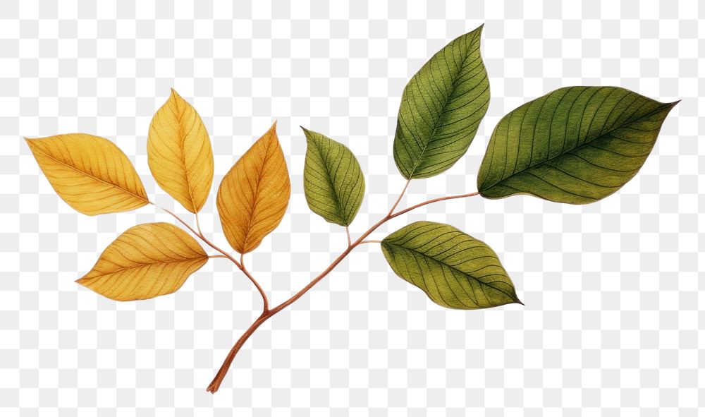 PNG Green leaf turning brown plant tree art. AI generated Image by rawpixel.
