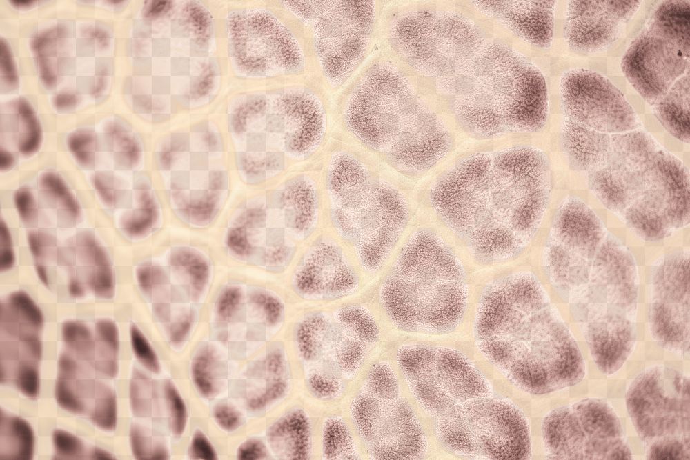 PNG Giraffe skin texture backgrounds honeycomb. AI generated Image by rawpixel.