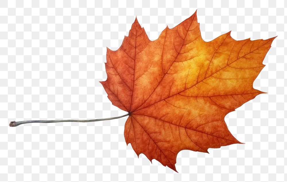 PNG Autumn leave watercolor leaves maple plant. AI generated Image by rawpixel.