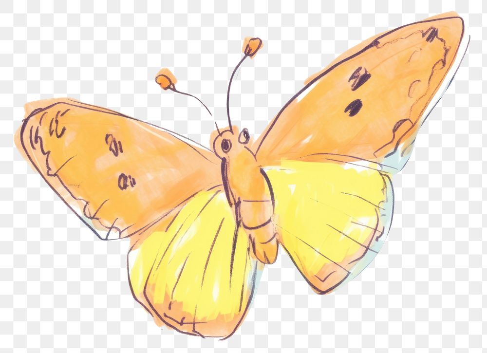 PNG Butterfly drawing insect animal. AI generated Image by rawpixel.
