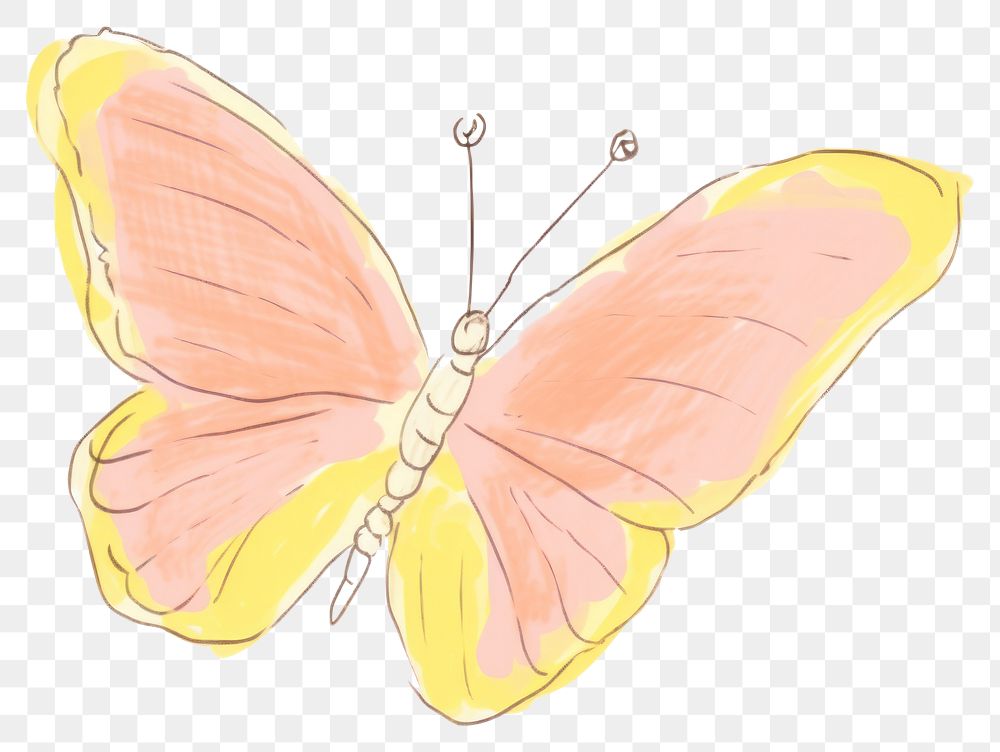 PNG Butterfly drawing insect animal. 