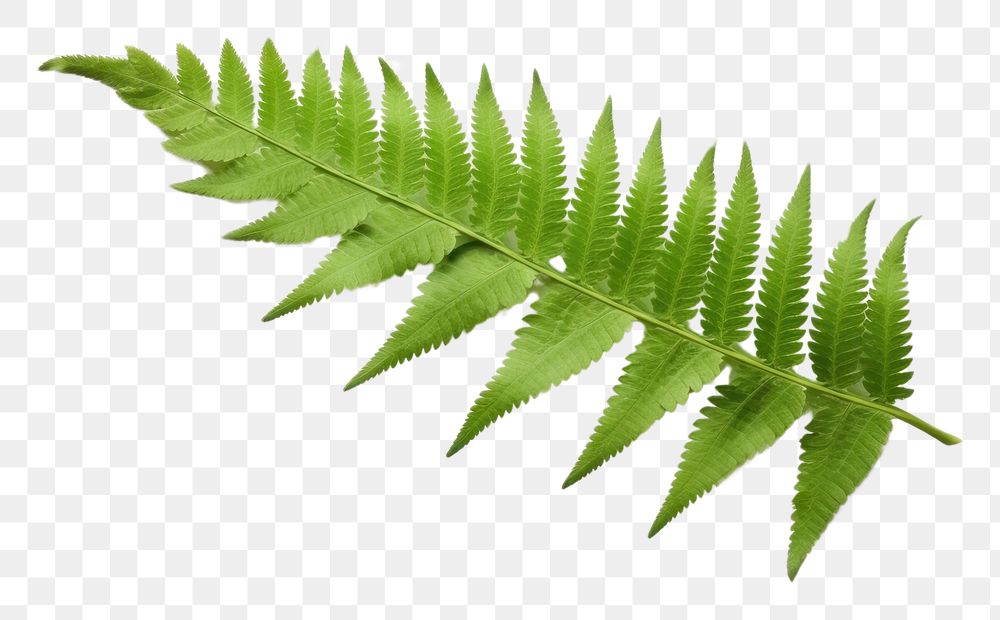 PNG Fern leaves plant leaf xanthorrhoeaceae. AI generated Image by rawpixel.