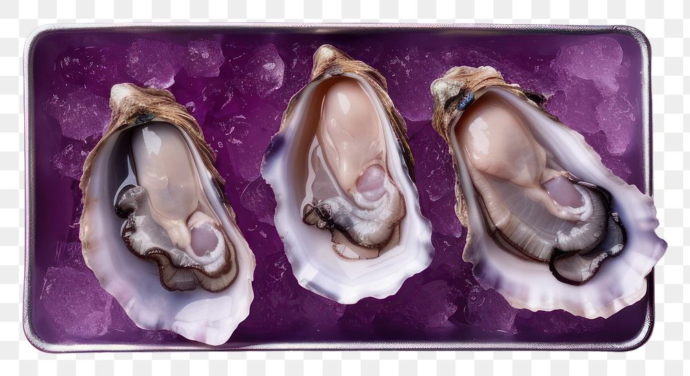 PNG  Steamed oysters seafood purple invertebrate. AI generated Image by rawpixel.