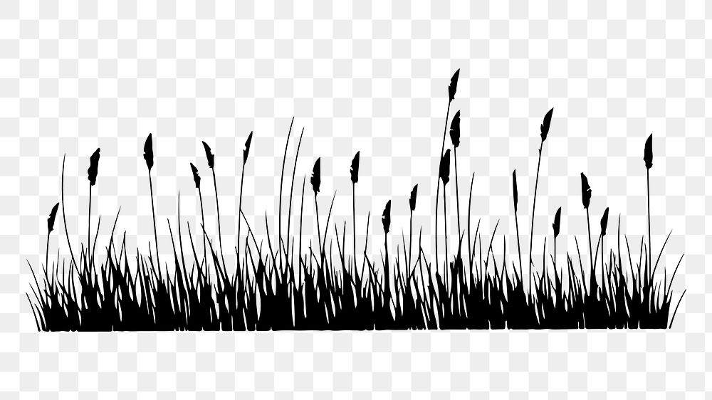 PNG  Grass plant white background tranquility.
